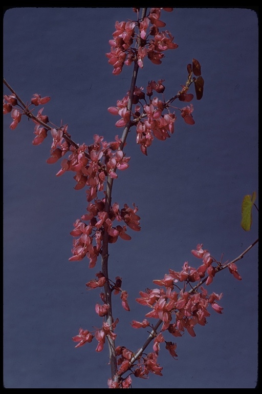 Image de Cercis canadensis var. texensis (S. Watson) M. Hopkins