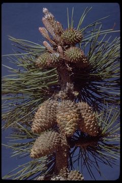 Слика од Pinus muricata D. Don