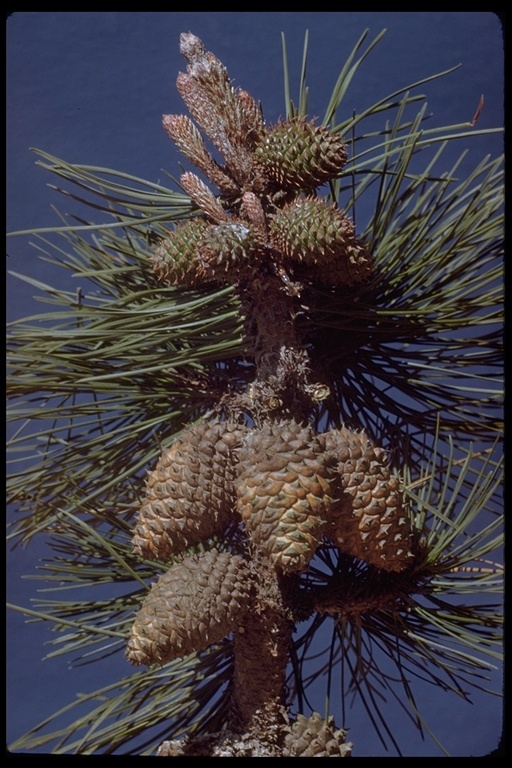 Image of Bishop pine