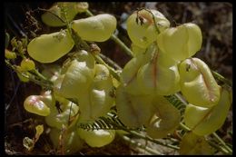 Imagem de Astragalus nuttallii var. virgatus (A. Gray) Barneby