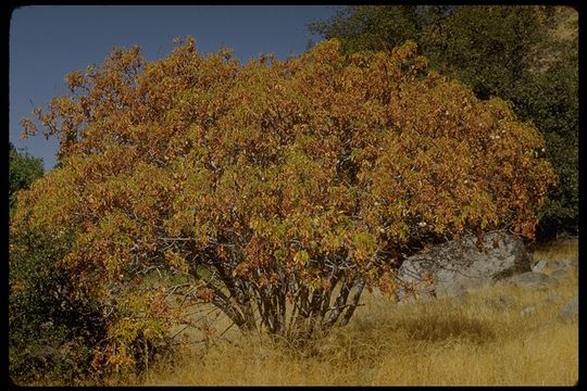 Aesculus californica (Spach) Nutt. resmi