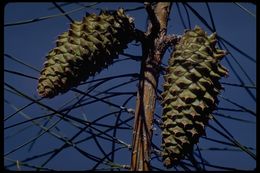 Imagem de Pinus attenuata Lemmon