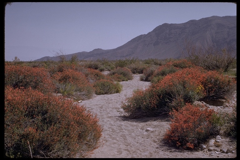 Imagem de Justicia californica (Benth.) D. N. Gibson