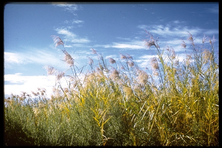 Image of common reed