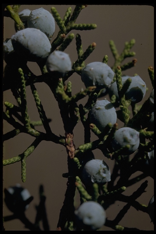 Imagem de Juniperus californica Carrière