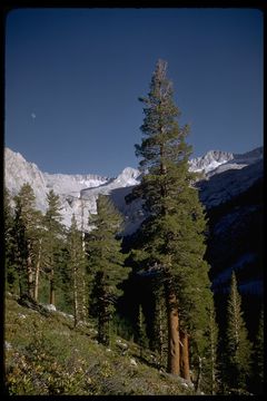 Image of western white pine