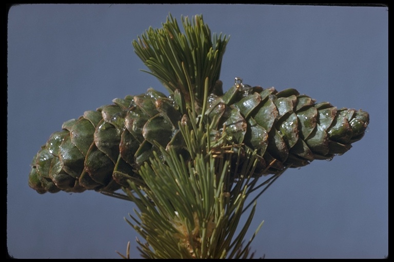 Image of Limber Pine