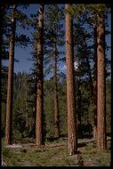 Image of Jeffrey Pine