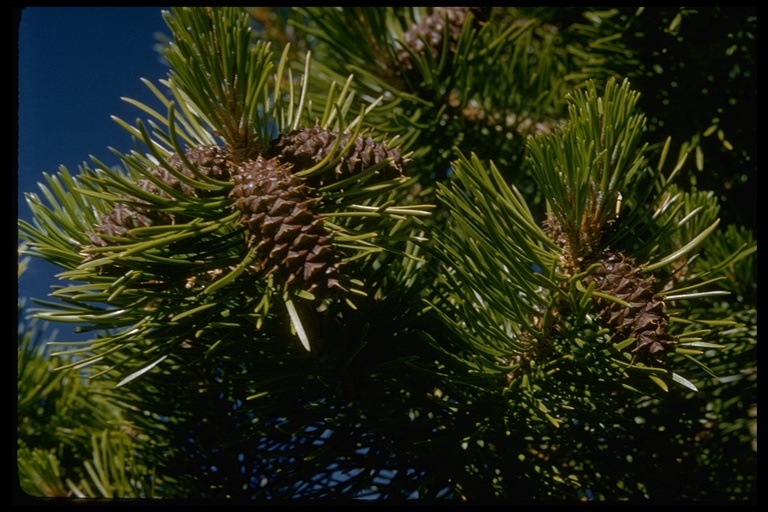 Imagem de Pinus contorta var. murrayana (Balf.) Engelm.