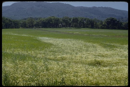 Image of Douglas' Meadowfoam