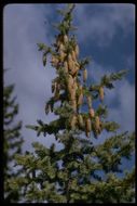 Image of blue spruce