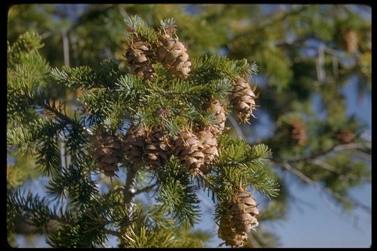 Pseudotsuga menziesii var. glauca (Beissn.) Franco的圖片