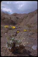 Image of Panamint daisy