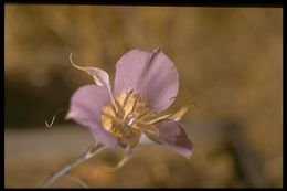 Image of sagebrush mariposa lily