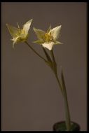 Image de Calochortus lyallii Baker