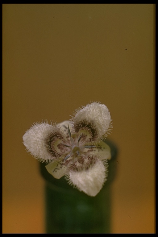 Image de Calochortus elegans Pursh