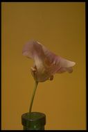 Image de Calochortus venustus Douglas ex Benth.