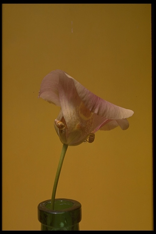 Image de Calochortus venustus Douglas ex Benth.