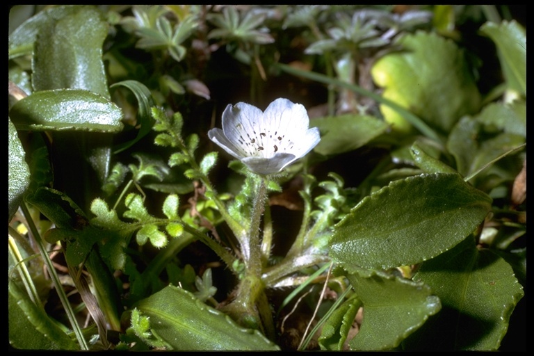 Image of baby blue eyes