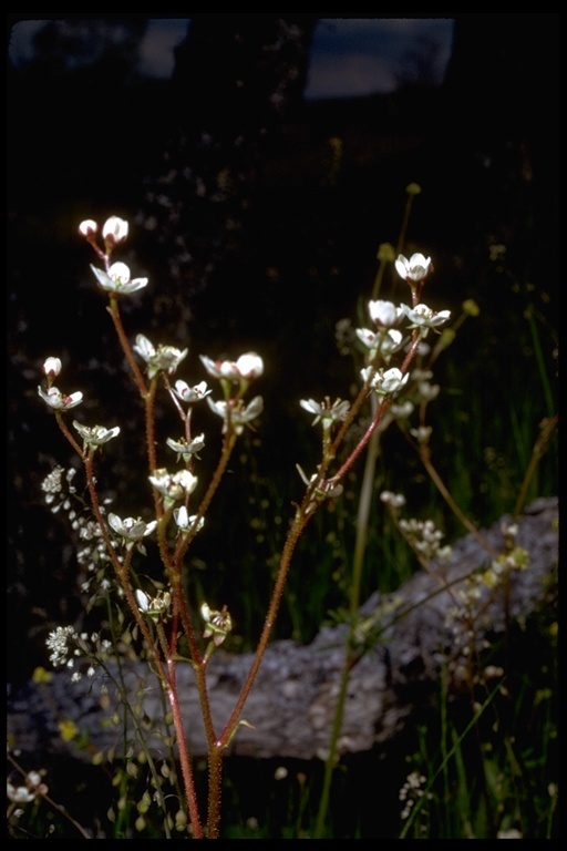 Imagem de Micranthes californica (Greene) Small