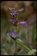 Image of sidebells penstemon