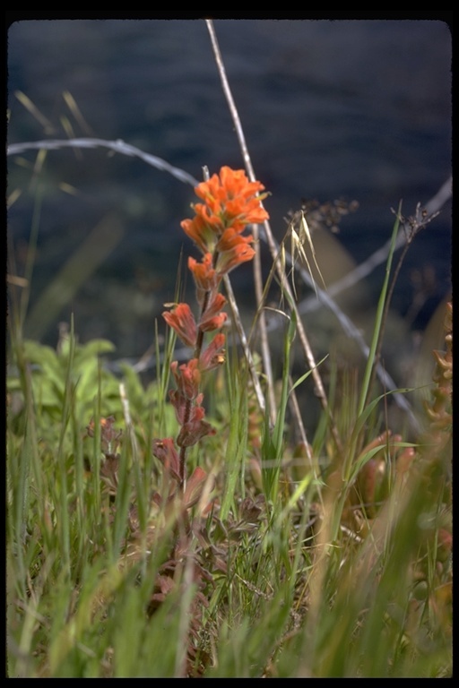 Слика од Castilleja latifolia Hook. & Arn.