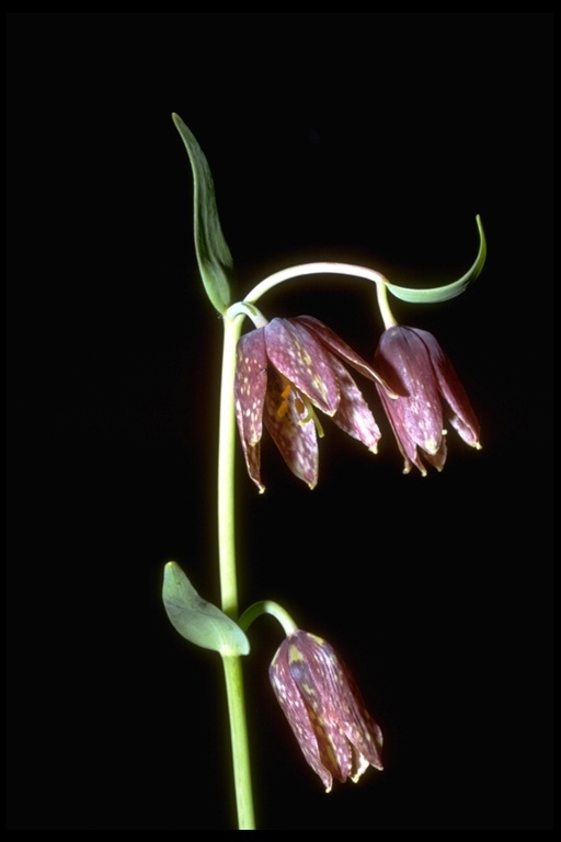 Image of checker lily