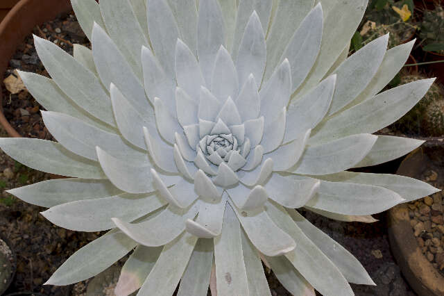 Image of Dudleya