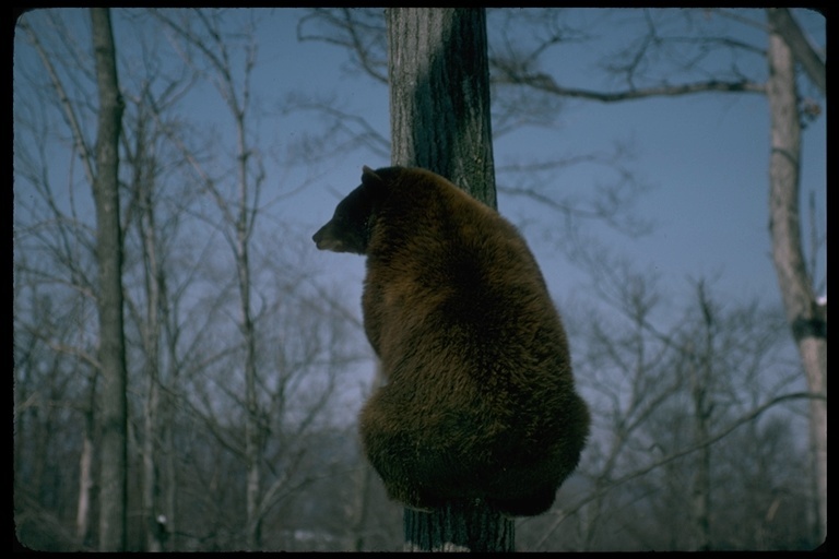 Image of American Black Bear