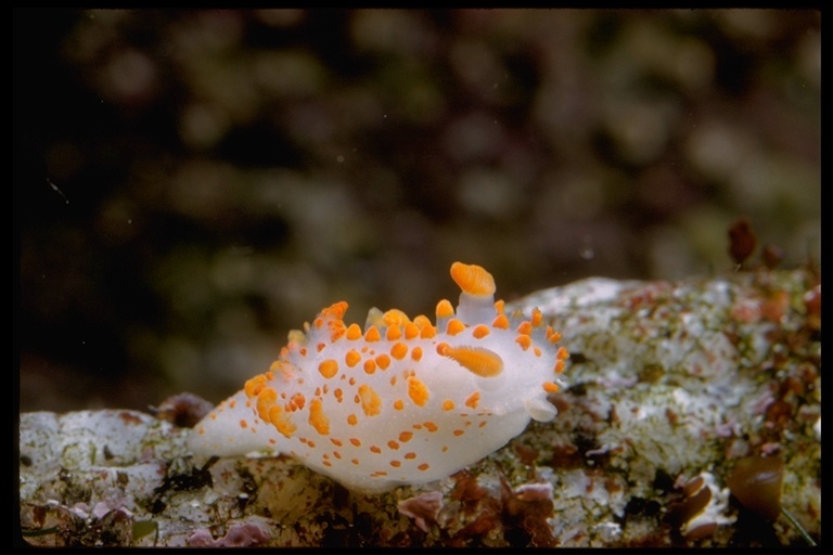 Image of Clown Dorid