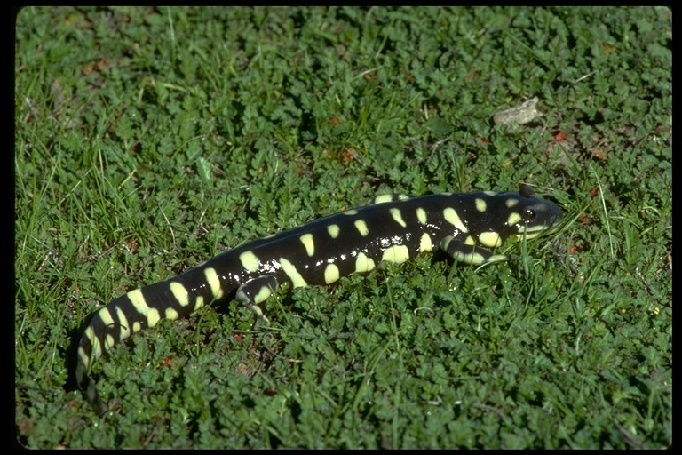 Image of California Tiger Salamander