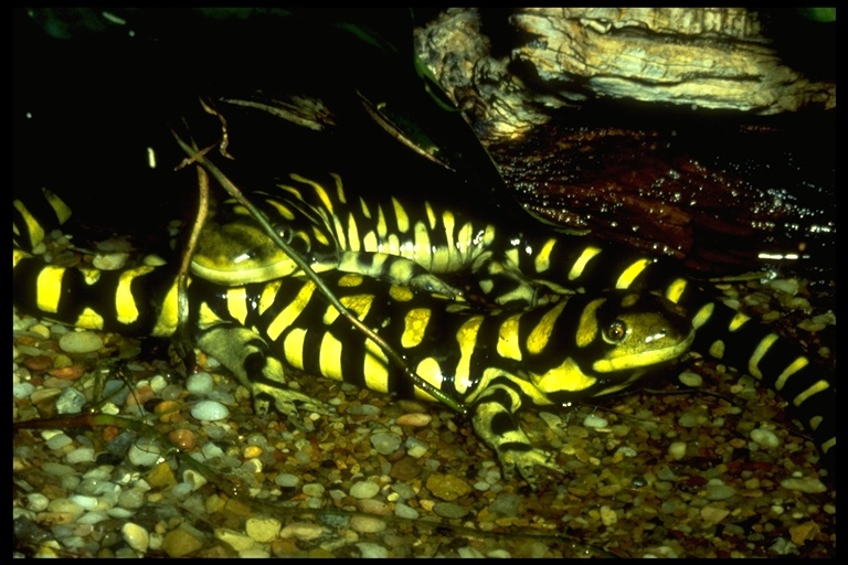 Image of Eastern Tiger Salamander
