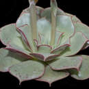 Image of Echeveria longissima