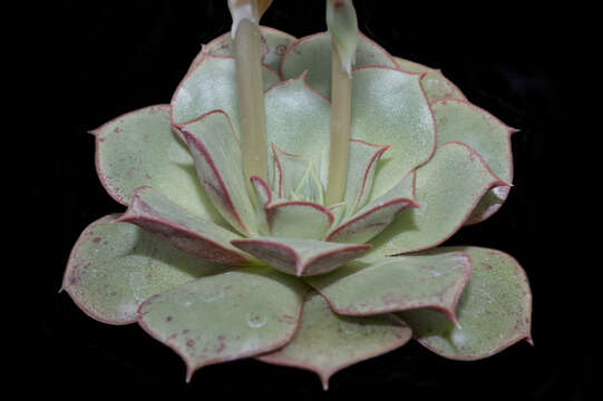 Image of Echeveria longissima