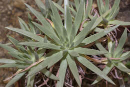 Image of Dudleya