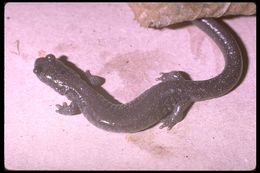 Image of Siskiyou Mountains salamander