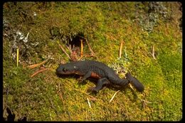 Image of Rough-skinned Newt