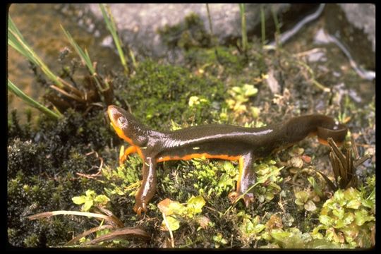 Image of Rough-skinned Newt