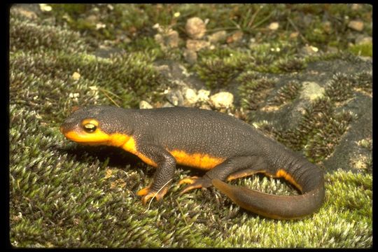 Image of California Newt