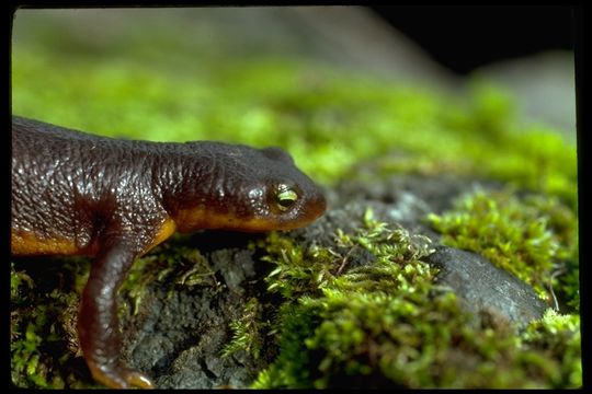 Image of California Newt