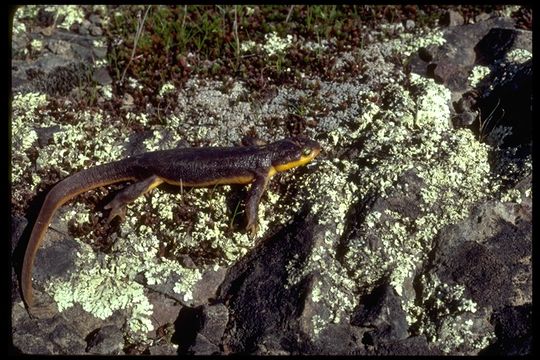 Image of California Newt