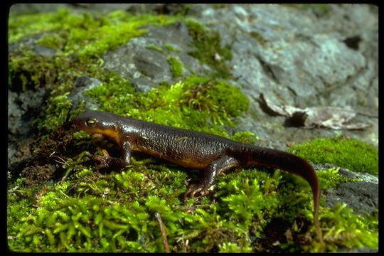 Image of California Newt