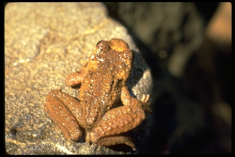 Image of Coastal Tailed Frog