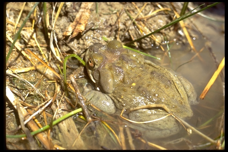 Image of Colorado River Toad Sonoran Desert Toad