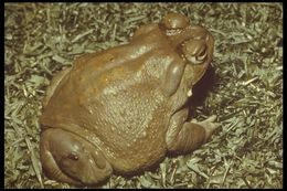 Image of Colorado River Toad Sonoran Desert Toad