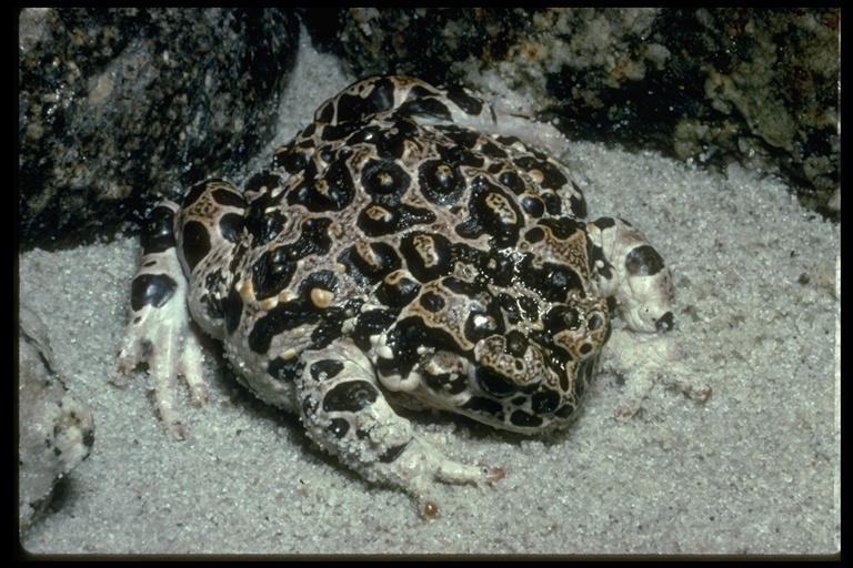 Image of Yosemite Park Toad