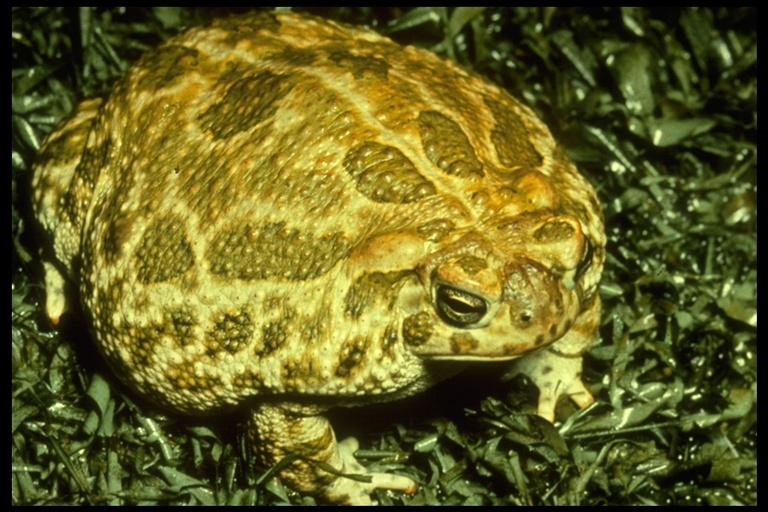 Image of Great Plains Toad