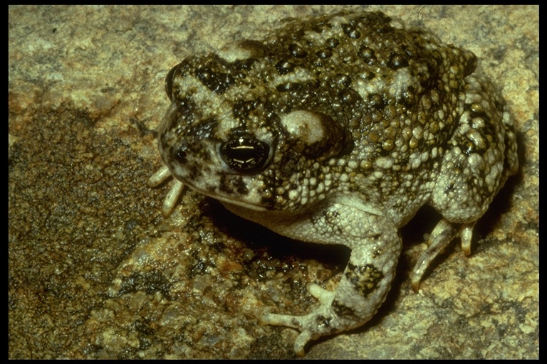 Image of Arroyo toad