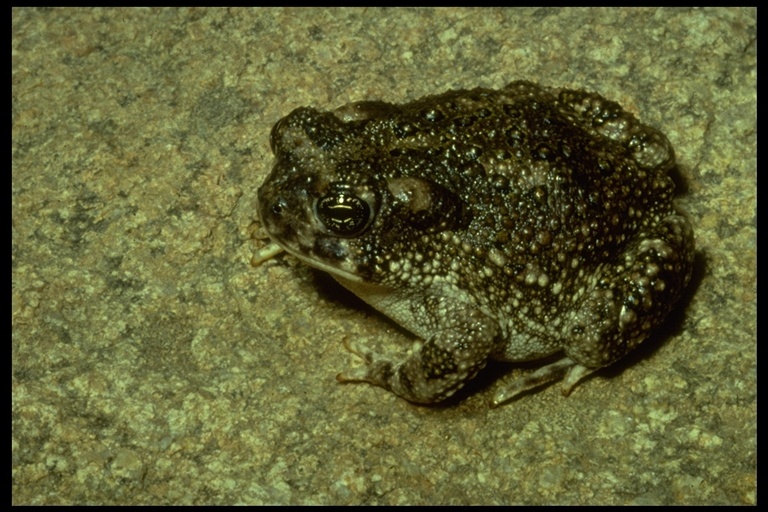 Image of Arroyo toad