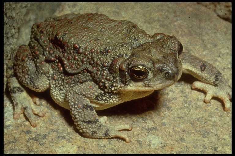 Plancia ëd Anaxyrus punctatus (Baird & Girard 1852)